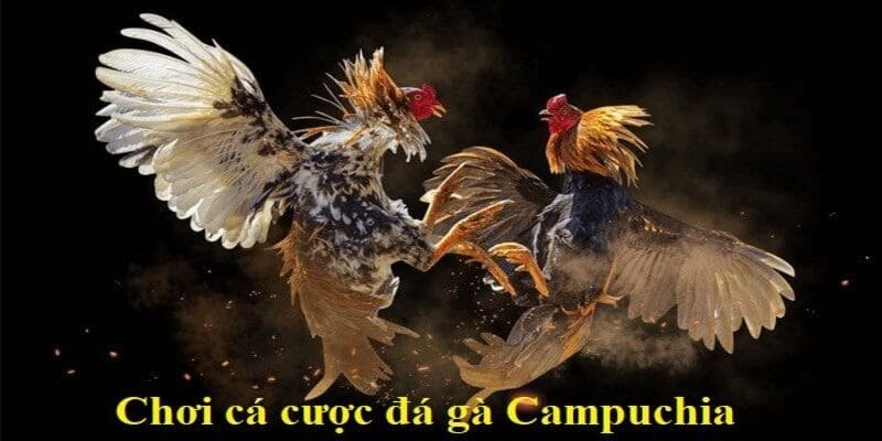 Đá Gà Campuchia - Sân Chơi Cá Cược Kịch Tính Hàng Đầu