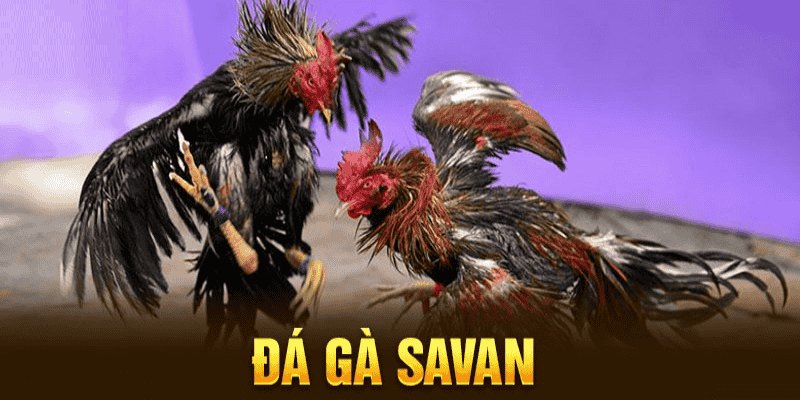 Đá Gà Savan - Trải Nghiệm Cá Cược Kịch Tính Minh Bạch
