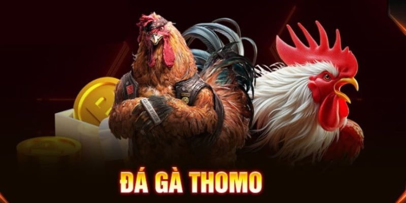 Đá Gà Thomo - Sân Chơi Cá Cược Kịch Tính Và Đỉnh Cao