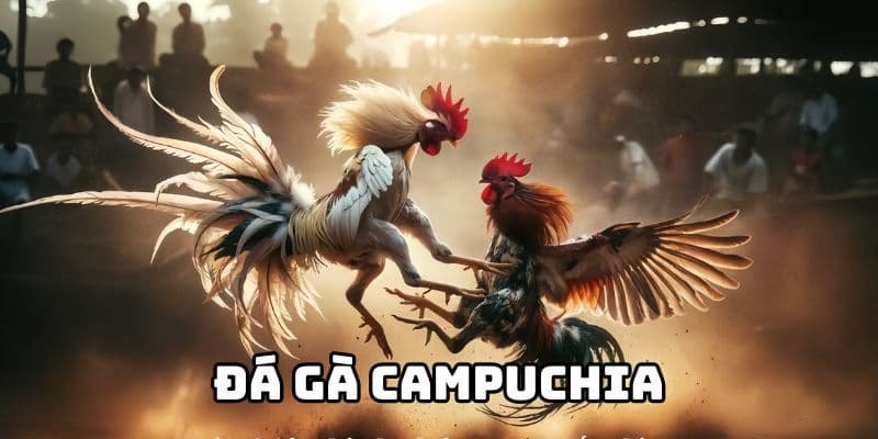 Điều bạn cần biết về đá gà Campuchia
