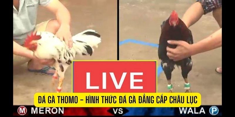Hiểu các luật đá gà thomo cơ bản