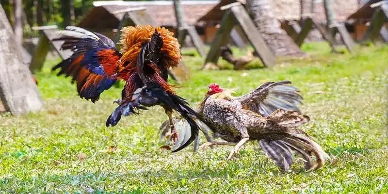 Tìm hiểu quy tắc thời gian trong ván đấu