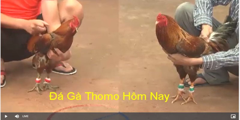 Trải nghiệm hình thức chọi gà cựa sắt cực cuốn