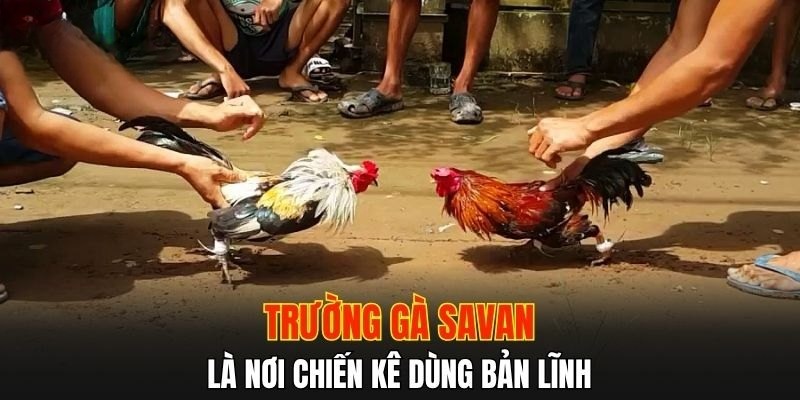 Vài thông tin cơ bản về đá gà savan