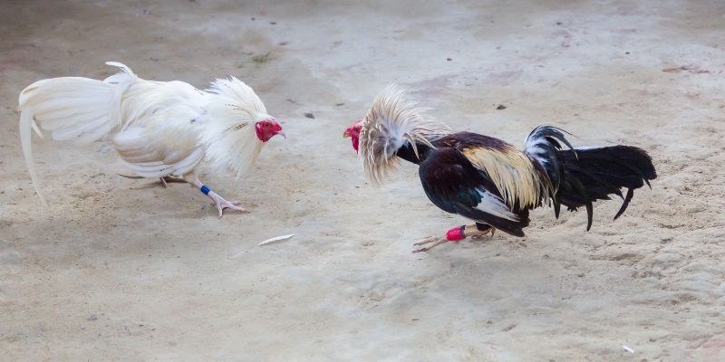 Tại sao phải học thuật ngữ đá gà trước khi tham gia