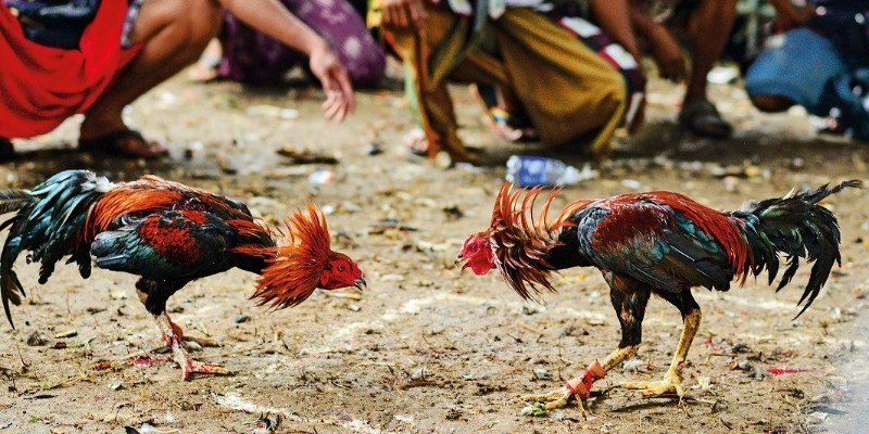 Thuật ngữ đá gà