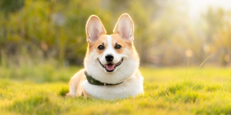 Mơ thấy chó đánh con gì