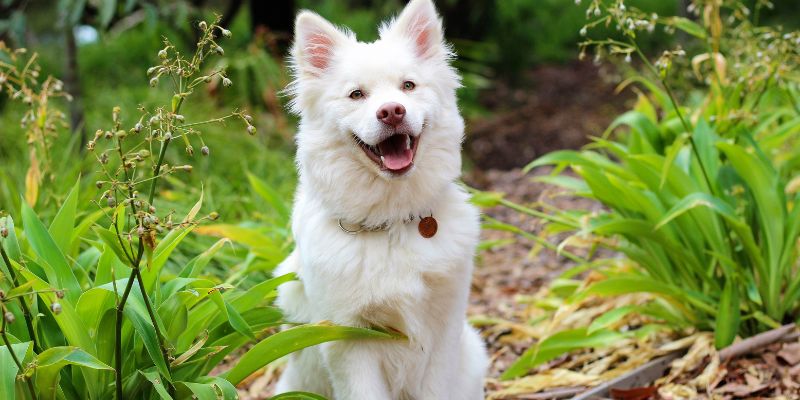 Vén màn điềm báo giấc mơ thấy chó